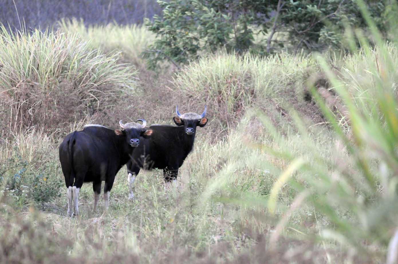 Bò tót ở rừng Mã Đà. Nếu tổ chức UNESCO can thiệp thì sẽ thu hồi danh hiệu Khu Dự trữ sinh quyển thế giới. Bò tót ở rừng Mã Đà. Nếu tổ chức UNESCO can thiệp thì sẽ thu hồi danh hiệu Khu Dự trữ sinh quyển thế giới.