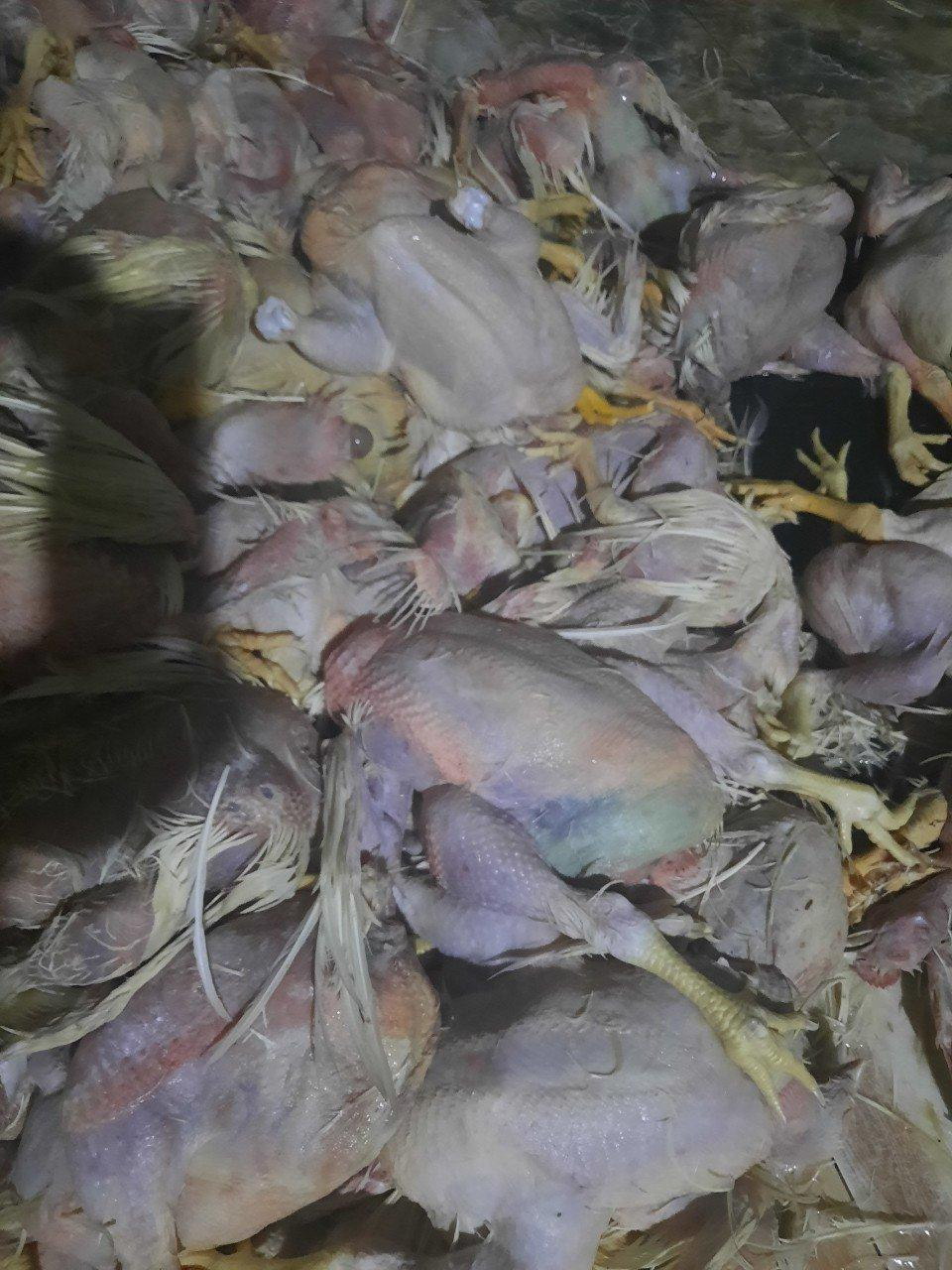 Số gà chết đã tím tái