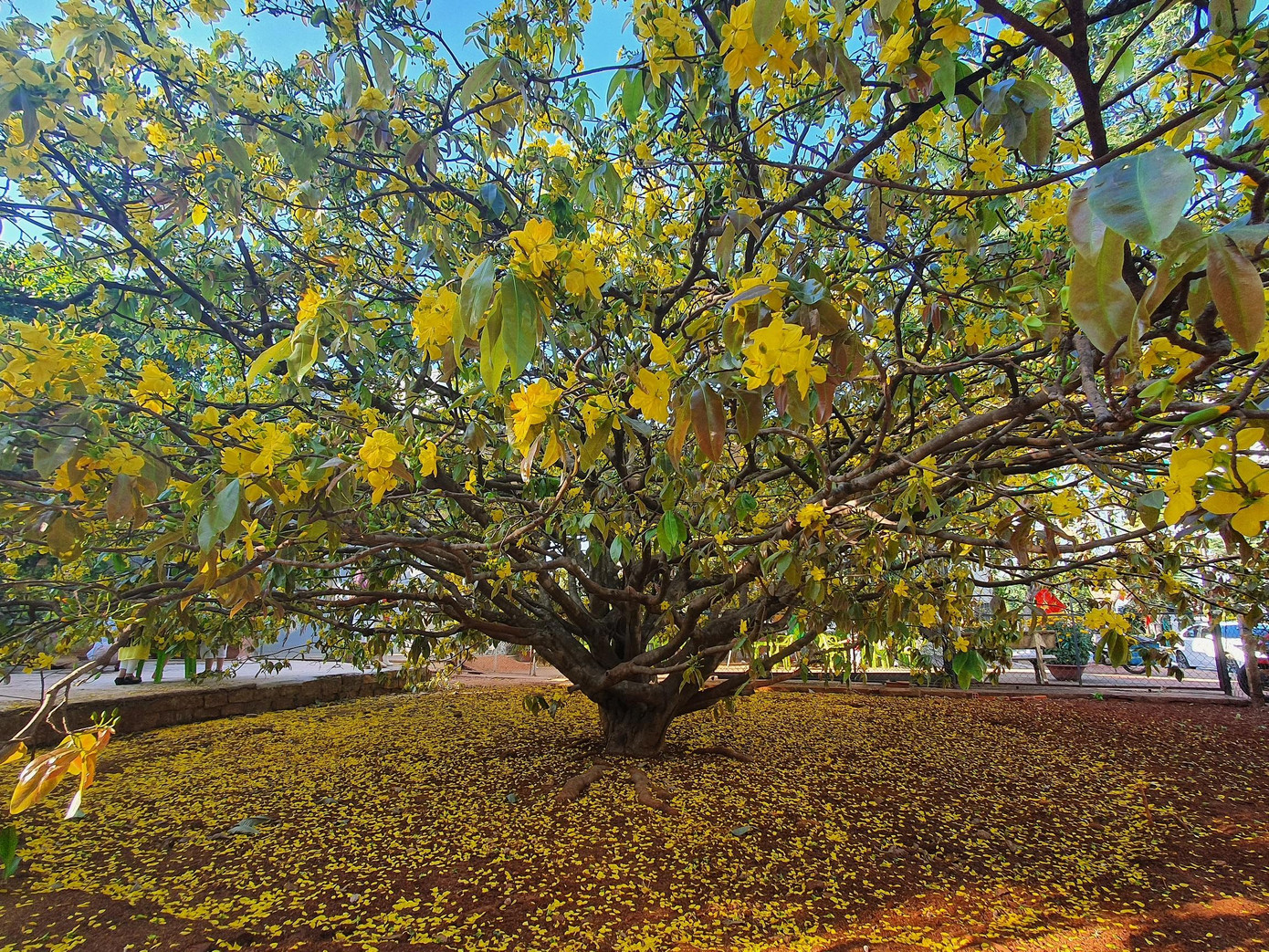 Cây mai 'khủng' ở Đồng Nai Cây mai 'khủng' ở Đồng Nai