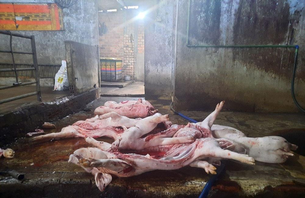 Số heo chết được phát hiện