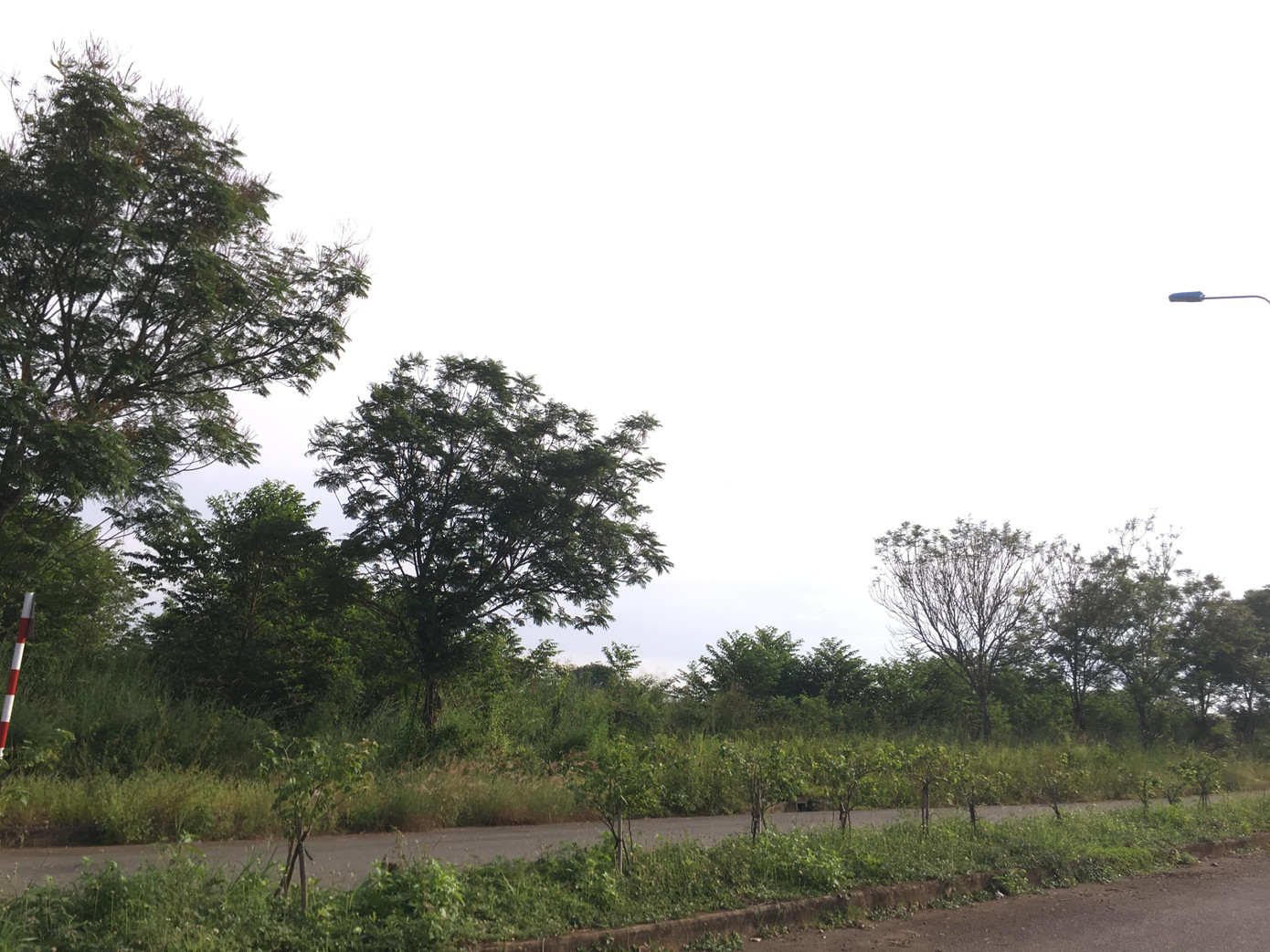 Nhiều diện tích đất trong KCN Định Quán cỏ hoang mọc kín Nhiều diện tích đất trong KCN Định Quán cỏ hoang mọc kín