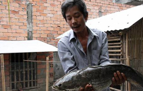 cá lóc khổng lồ nặng tới 6kg