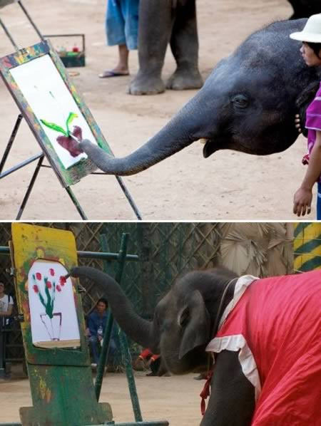 Chú voi ở miền bắc Thái Lan thu hút được nhiều khách du lịch mỗi khi tới đây bởi họ muốn nhìn chú voi này vẽ tranh