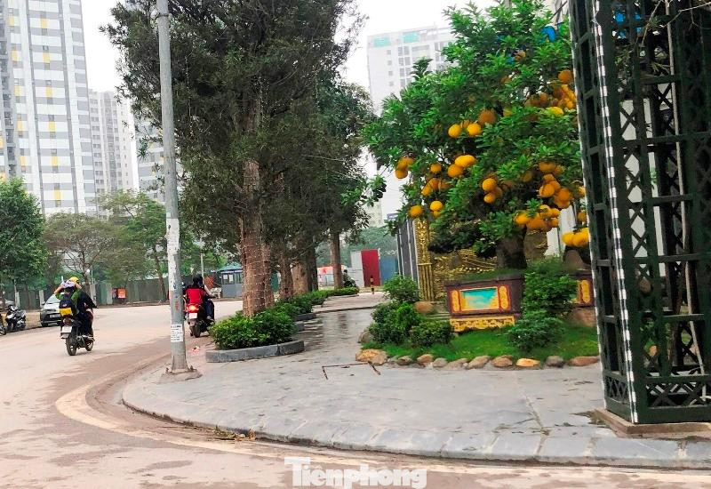 Ngoài lát đá, vỉa hè đoạn qua các căn biệt thự trên phố Bùi Quốc Khái còn được trồng cây xanh to, hình dáng, chủng loại khác với hệ thống cây trên phố. Ảnh chụp đoạn đi qua nhà số 15 TT5, phố Bùi Quốc Khái. Ngoài lát đá, vỉa hè đoạn qua các căn biệt thự trên phố Bùi Quốc Khái còn được trồng cây xanh to, hình dáng, chủng loại khác với hệ thống cây trên phố. Ảnh chụp đoạn đi qua nhà số 15 TT5, phố Bùi Quốc Khái.