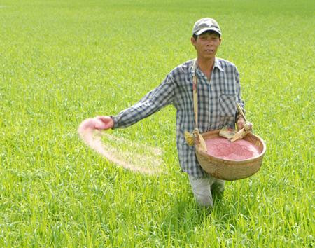 Năng suất lúa, cà phê Việt Nam cao nhất thế giới nhưng tiền thu về ít nhất ảnh 1