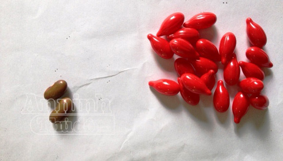 Loại Vitamin A này có màu sắc hoàn toàn khác với màu của hạt đậu giống. Loại Vitamin A này có màu sắc hoàn toàn khác với màu của hạt đậu giống