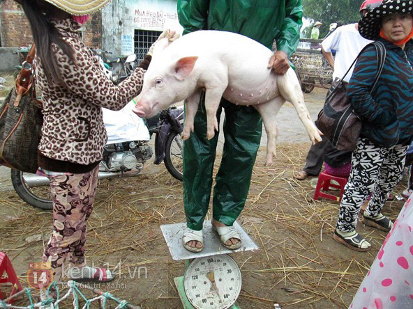 Người này đang bê heo để cân ở chợ. Người này đang bê heo để cân ở chợ