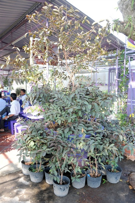 Lão nông 70 tuổi thích trồng hoa kiểng màu tím, thu tiền tỷ ảnh 7