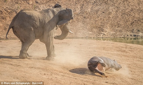 Hà mã mẹ liều mạng đánh voi để con chạy trốn ảnh 2