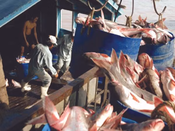 Cá tra, mặt hàng xuất khẩu truyền thống của VN đang gặp nhiều khó khăn về vốn và thị trường