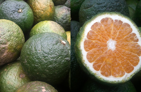 Loại cam Sài Gòn có vỏ dày hơn, sần sùi, màu sẫm và khi bổ ra có hạt. Màu sắc thịt cam cũng đậm hơn so với cam Trung Quốc. Giá hiện nay dao động từ 40.000 đến 60.000 đồng/kg, tính ra mỗi quả cam Sài Gòn có giá bằng... một kg 