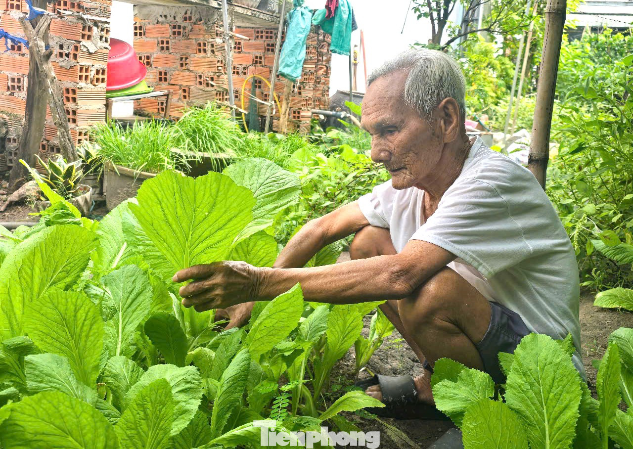 Cụ Thành chăm sóc vườn rau