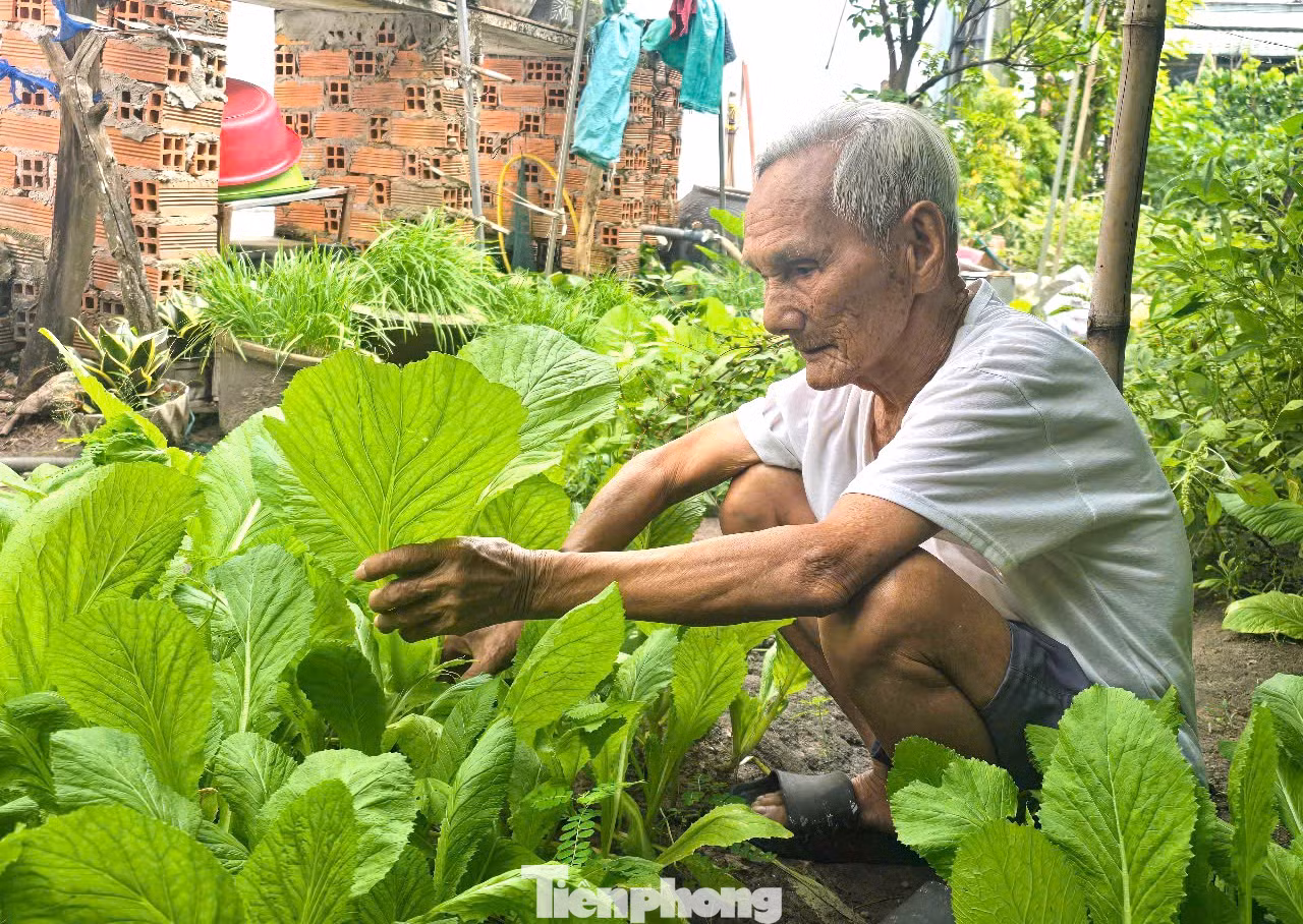 Cụ Thành chăm sóc vườn rau