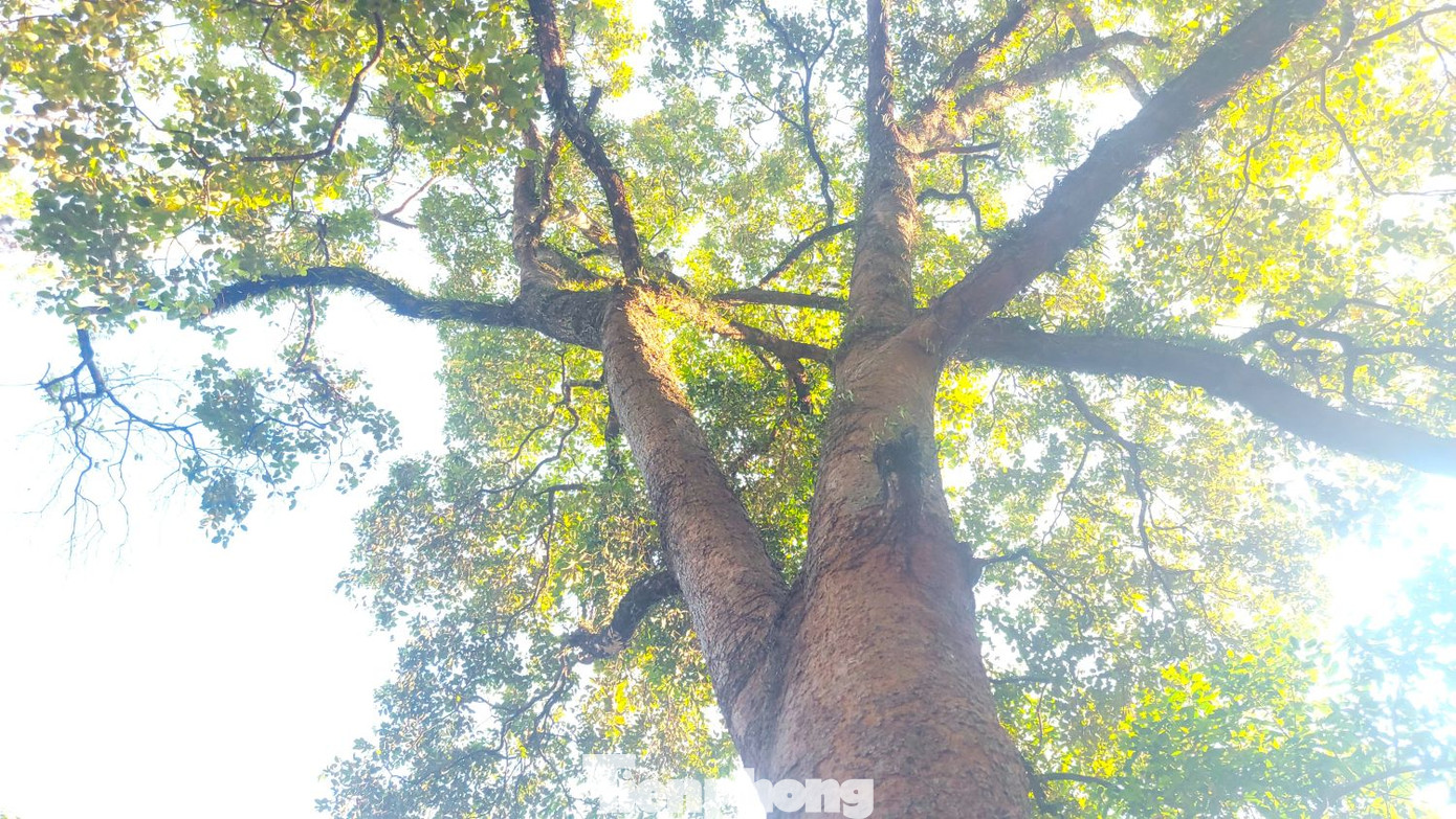 Từ ngoài cổng bước vào là khu rừng quanh năm xanh tốt với nhiều loại gỗ quý như: gõ, sao, cẩm, dầu… Qua khỏi khu rừng là cổng tam quan dẫn vào bên trong ngôi đình. Trên các cột và trước các áng thờ đều có treo các bức hoành phi, liễn đối viết bằng chữ Hán rất có giá trị cho việc tìm hiểu, nghiên cứu về văn hóa. Từ ngoài cổng bước vào là khu rừng quanh năm xanh tốt với nhiều loại gỗ quý như: gõ, sao, cẩm, dầu… Qua khỏi khu rừng là cổng tam quan dẫn vào bên trong ngôi đình. Trên các cột và trước các áng thờ đều có treo các bức hoành phi, liễn đối viết bằng chữ Hán rất có giá trị cho việc tìm hiểu, nghiên cứu về văn hóa.