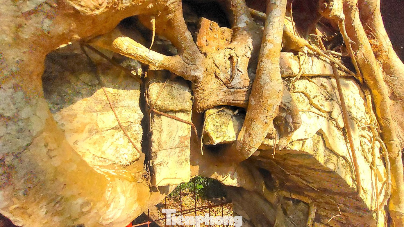 Theo lời một cụ ông 79 tuổi sống gần ngôi đình Tân An, ông không biết cây đa ôm cổng đình từ bao giờ, chỉ biết rằng, khi còn nhỏ ông đã nhìn thấy. Lúc bấy giờ, trẻ em trong vùng thường tới cổng đình leo trèo, vui chơi. Theo lời một cụ ông 79 tuổi sống gần ngôi đình Tân An, ông không biết cây đa ôm cổng đình từ bao giờ, chỉ biết rằng, khi còn nhỏ ông đã nhìn thấy. Lúc bấy giờ, trẻ em trong vùng thường tới cổng đình leo trèo, vui chơi.