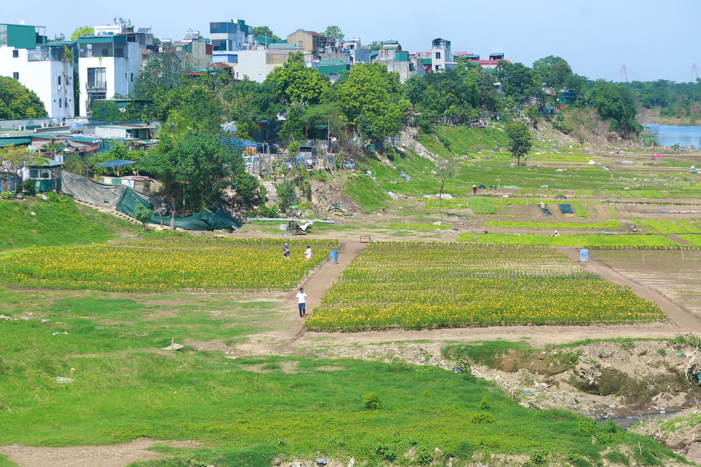 Nằm ngay dưới chân cầu Long Biên, bãi bồi sông Hồng (phường Phúc Xá, quận Ba Đình), nơi thường xuyên tập kết rác thải nay đã được cải tạo thành cánh đồng hoa cúc vàng tuyệt đẹp, thu hút nhiều người dân, du khách tới ngắm hoa, chụp ảnh.