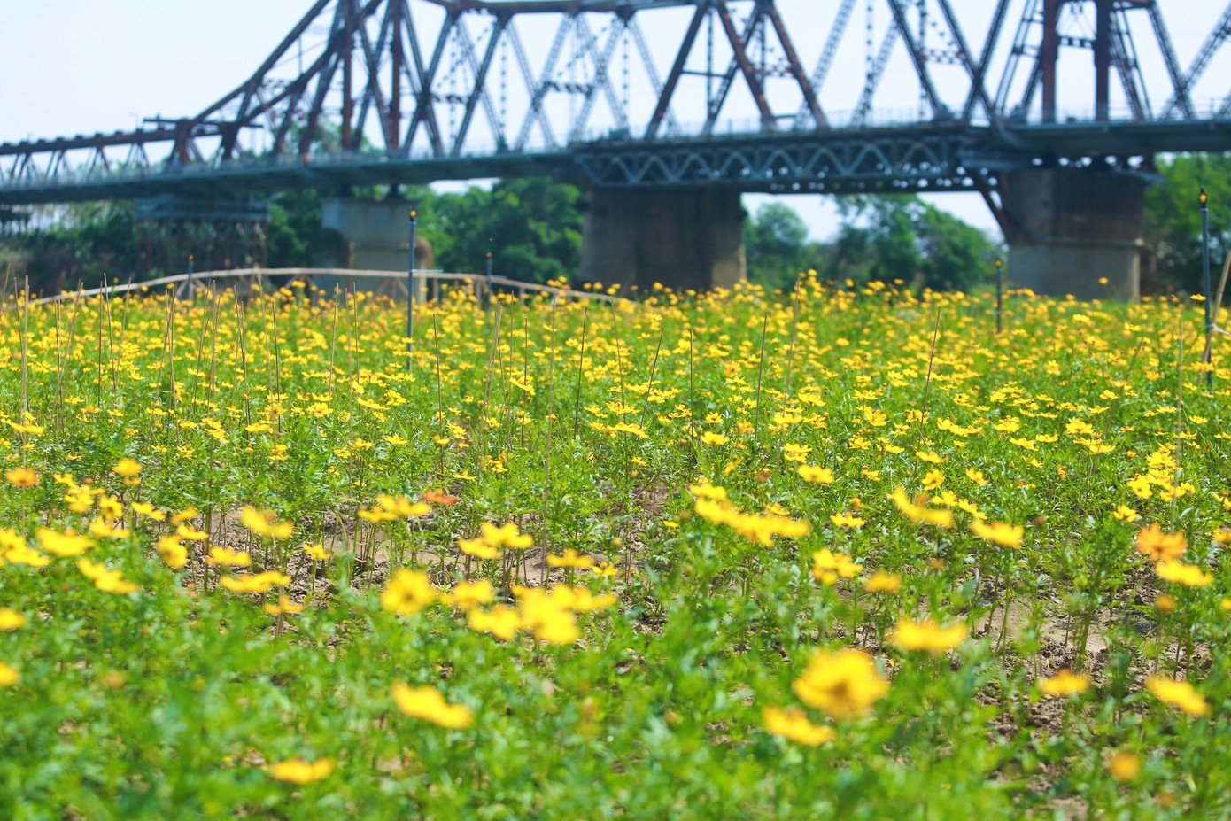 Khi hoa nở rộ, vươn cao làm thành một thảm hoa màu vàng rực rỡ như nắng hạ.