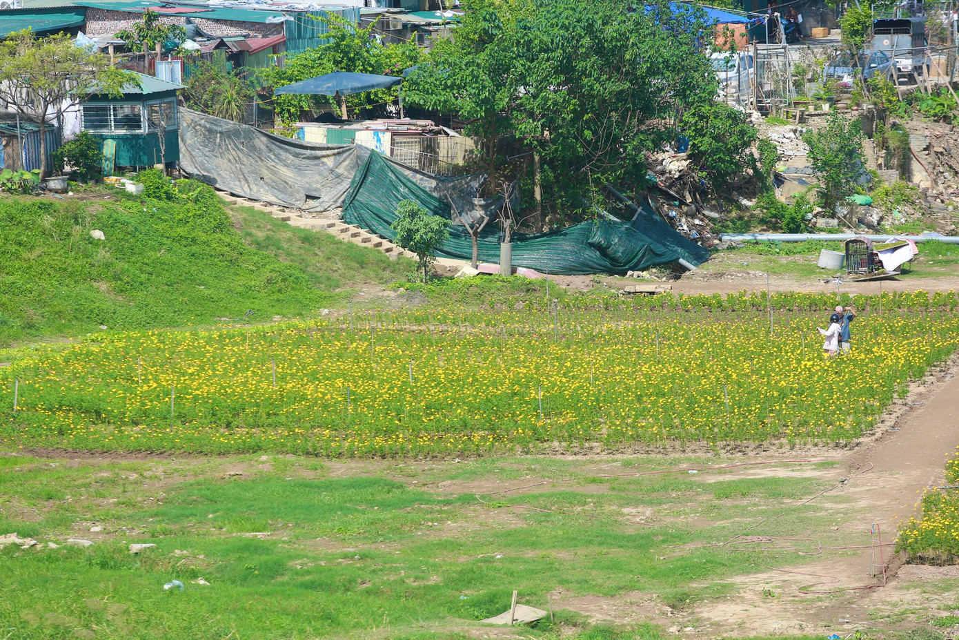 Khu đất từng bị chìm trong biển nước do ảnh hưởng ngập lụt do bão Yagi, chỉ sau hơn 1 tháng cải tạo này trở thành cánh đồng hoa cúc vàng rực rỡ và cũng thành nơi check-in, chụp ảnh lý tưởng.