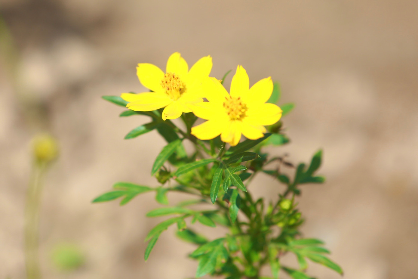 Cọng hoa dài như tăm nhang, gắn trên đầu một nụ hoa tròn, đến khi nở thành một cái hoa tròn có 8 cánh, đường kính 4-6cm.