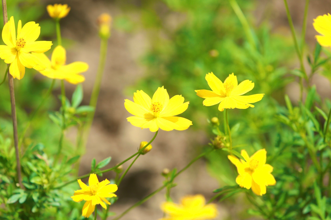 Được biết, đây là loài hoa cúc cánh bướm vàng là một loại thân thảo rất mảnh mai, mọc thành bụi, cao từ 60 đến 80cm.