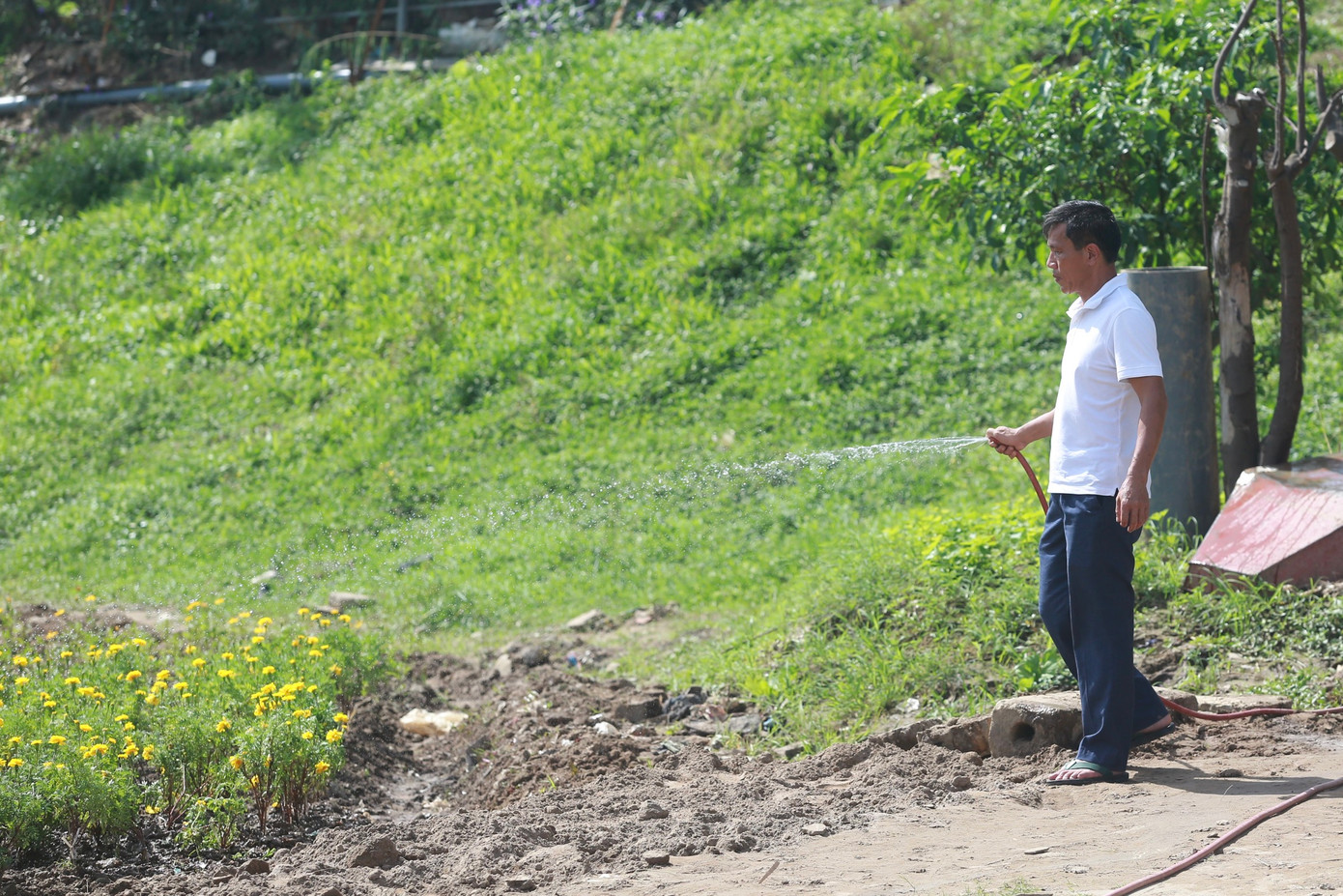 Ông Định, người trồng và chăm sóc vườn hoa cúc vàng này cho biết: "Khu đất được cải tạo và trồng hoa khoảng hơn 1 tháng trước, khi hoa nở rộ thành cánh đồng hoa đẹp đã có rất nhiều người dân và du khách đến đây chụp ảnh, thưởng thức, đặc biệt vào sáng sớm và chiều muộn, khi có ánh mặt trời".