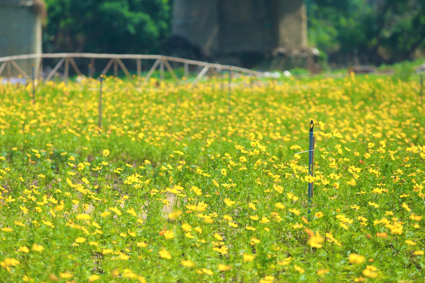 Cây cúc cánh bướm vàng vốn là một loài hoa dại, cây ưa sáng và có thể chịu bóng một phần. Đặc biệt cây chịu hạn cực tốt.