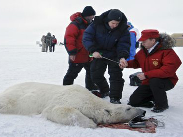 Thủ tướng Nga Vladimir Putin đã trợ giúp các nhà khoa học nghiên cứu về gấu trắng Bắc Cực trong chuyến thăm tới vùng Bắc Cực của Nga năm 2010