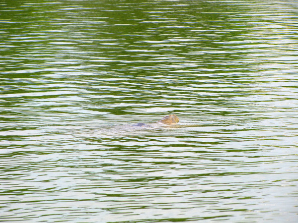 Hôm nay, cụ Rùa chỉ nhô đầu lên chứ không khoe cả mai và thân mình như đợt trước. Ảnh: Lãng Phong