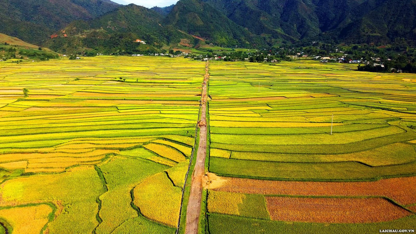 Thả hồn vào khung cảnh nên thơ của ruộng bậc thang tại Lai Châu