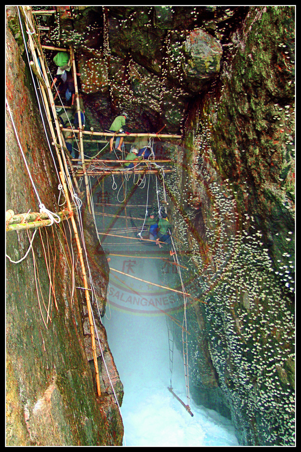 Khai thác yến sào tại các đảo yến Khánh Hòa