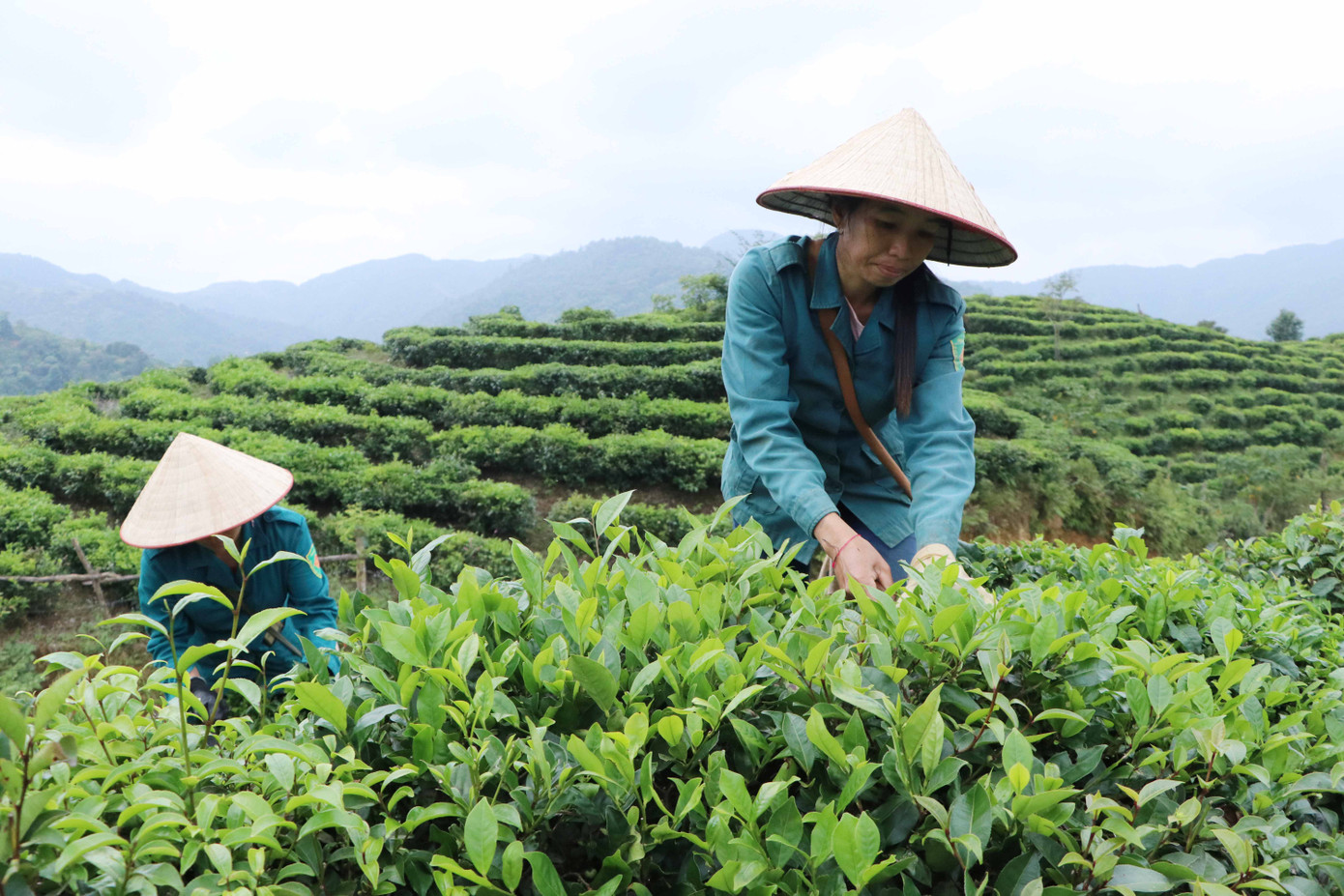 Các cơ sở kinh doanh chè tạo đầu ra ổn định cho người trồng chè Lai Châu. Các cơ sở kinh doanh chè tạo đầu ra ổn định cho người trồng chè Lai Châu.