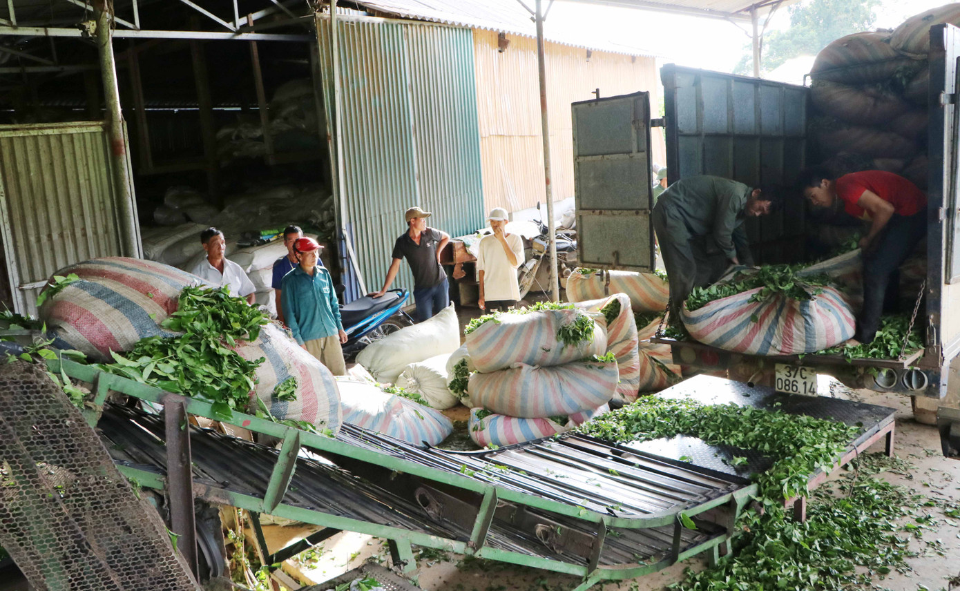 Cây chè giúp nhiều hộ gia đình ở Lai Châu thoát nghèo. Cây chè giúp nhiều hộ gia đình ở Lai Châu thoát nghèo.
