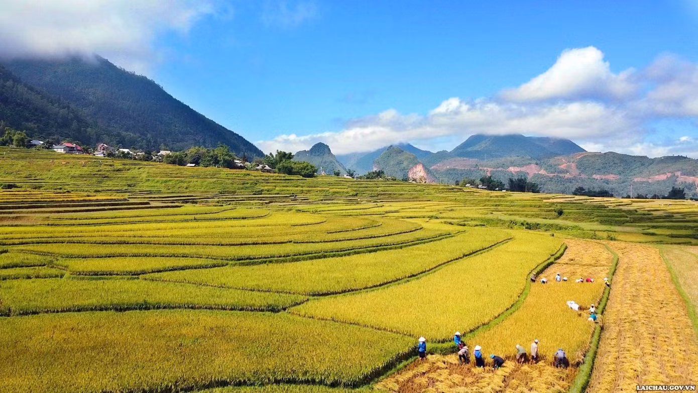 Mỗi mùa lúa chín, những thửa ruộng vàng rực trải dài khắp các sườn đồi, tạo nên khung cảnh thiên nhiên ngoạn mục.