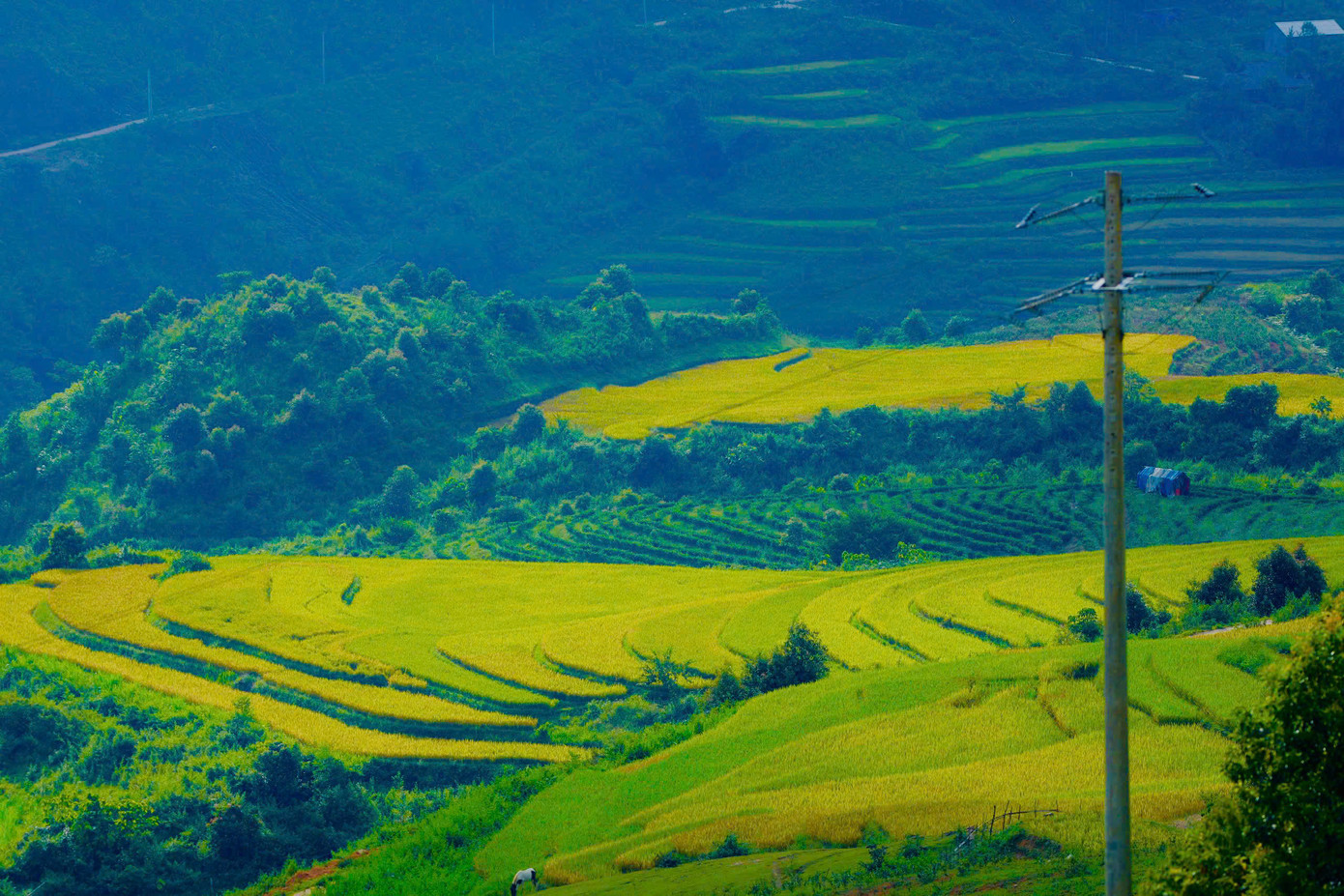 Những thửa ruộng bậc thang ở xã Tà Mung vàng ươm trong nắng.