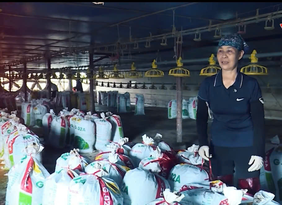 Hộ gia đình bà Trần Thị Tuyết (thôn Duyên Hà, xã Phú Phúc, huyện Lý Nhân, tỉnh Hà Nam) mất trắng 20.000 con gà do lũ lụt