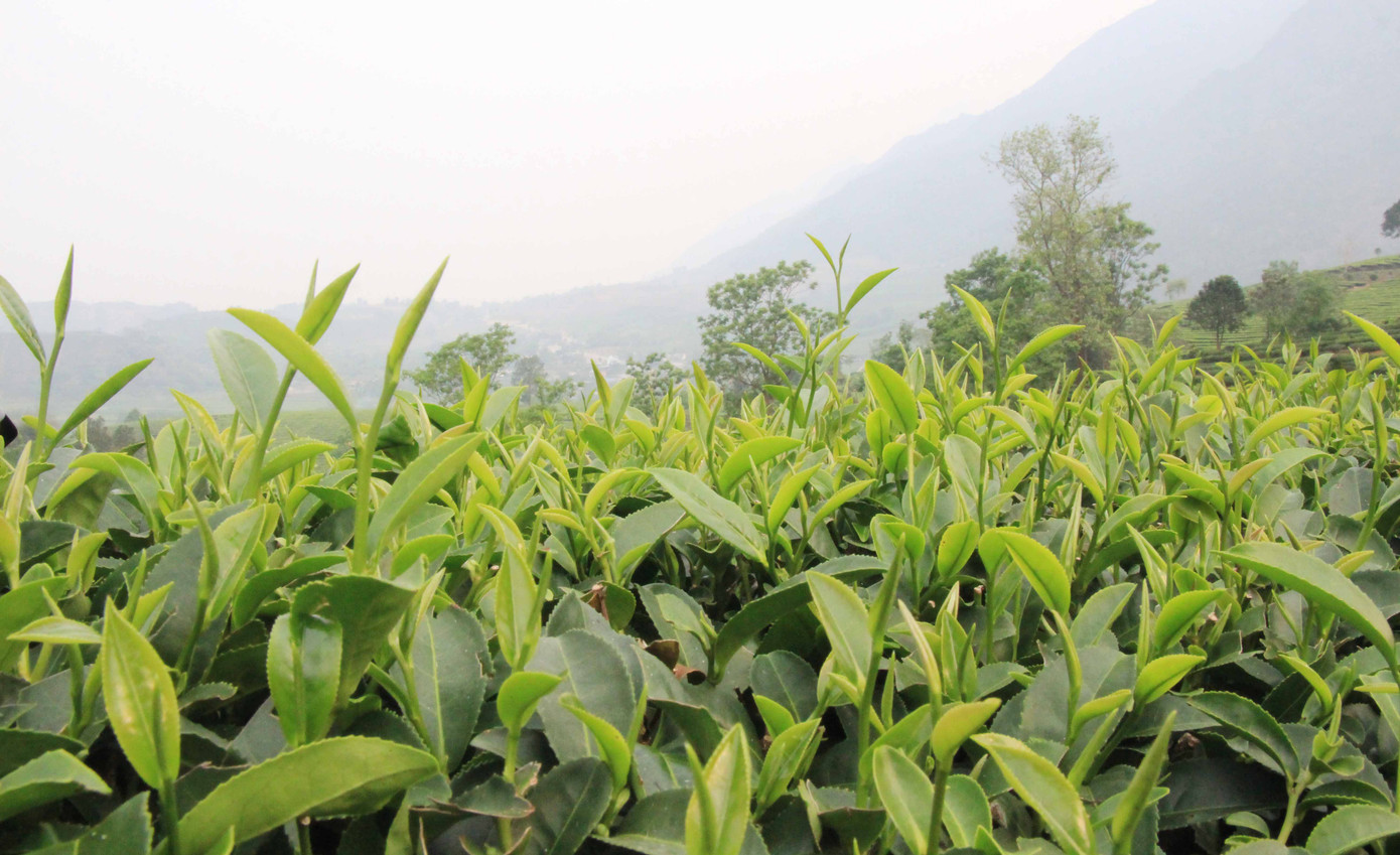 Chè Tân Uyên được thị trường ưa chuộng bởi búp chè non và nước uống đậm vị. Chè Tân Uyên được thị trường ưa chuộng bởi búp chè non và nước uống đậm vị.