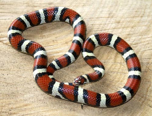 Chú rắn sữa Honduras với màu sắc nổi bật