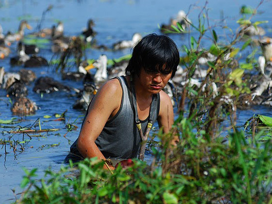 Dịch H5N1 hoành hành, nhiều bầy vịt bị chôn sống, Điền tìm mọi cách để giấu bầy vịt nhà mình