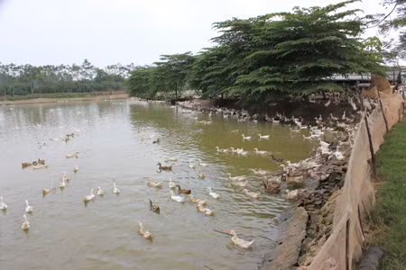 Đàn vịt bầu trắng này sẽ được “phù phép” thành vịt cỏ Vân Đình. Đàn vịt bầu trắng này sẽ được “phù phép” thành vịt cỏ Vân Đình