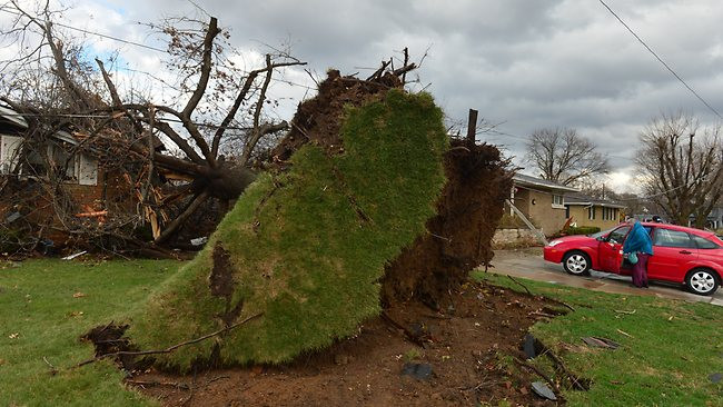 Cây lớn bị bật gốc ở Pekin, Illinois