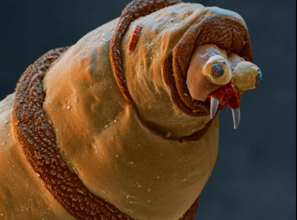 Sốc với bộ mặt thật của sinh vật quanh ta: Ai yếu bóng vía dễ ngất xỉu ảnh 10