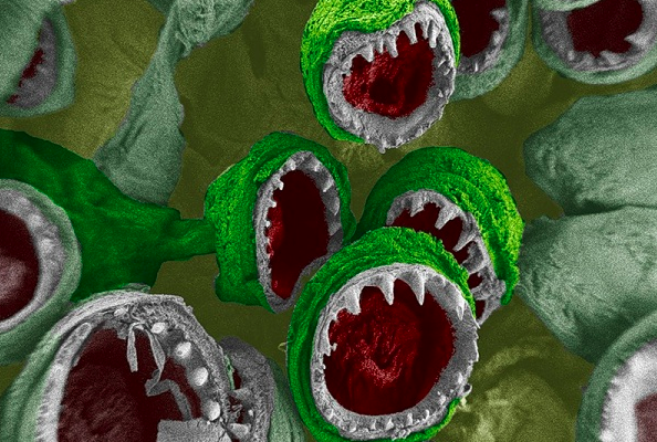 Sốc với bộ mặt thật của sinh vật quanh ta: Ai yếu bóng vía dễ ngất xỉu ảnh 8