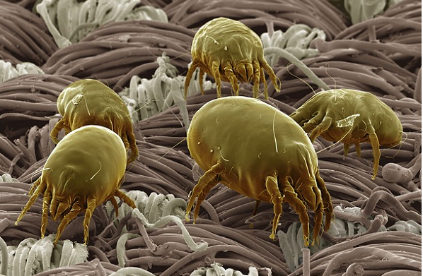 Sốc với bộ mặt thật của sinh vật quanh ta: Ai yếu bóng vía dễ ngất xỉu ảnh 1