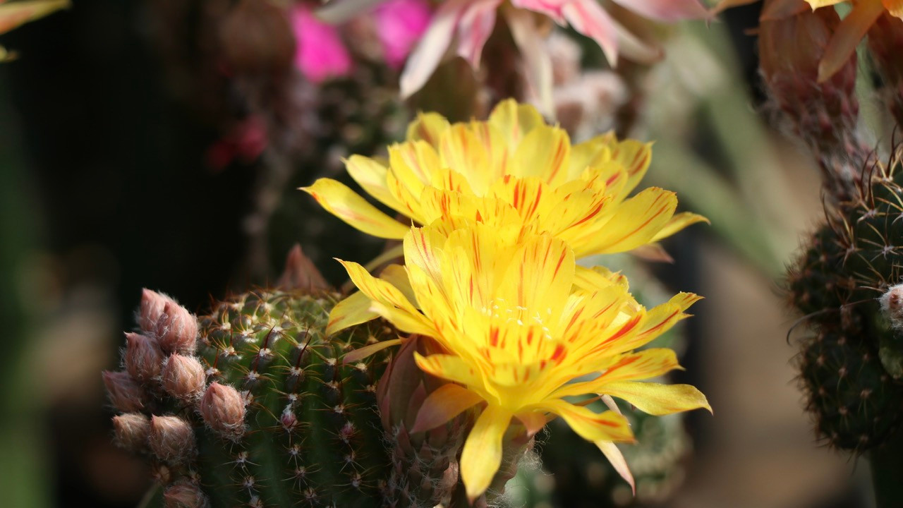 Những bông hoa nhiều màu sắc rực rỡ.