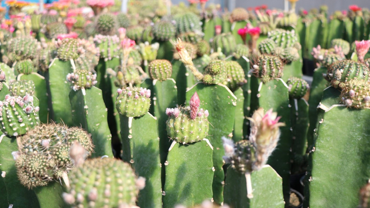 Trong thời gian tới, anh Trung cho biết, anh tiếp tục nghiên cứu để tạo ra những sắc hoa rực rỡ hơn.