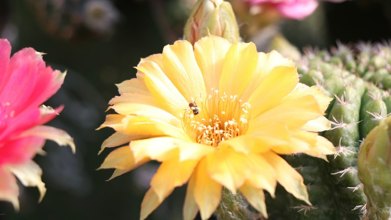 Những bông hoa nhiều màu sắc rực rỡ.