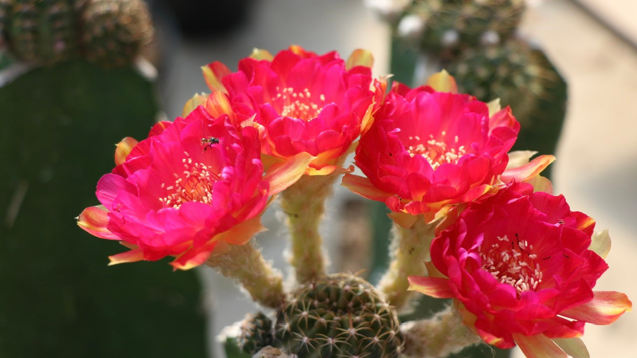 Đặc biệt, qua theo dõi đặc tính giống xương rồng Lobivia rất phù hợp với điều kiện thời tiết, thổ nhưỡng ở Ninh Thuận cũ nên cây trồng sinh trưởng tốt, đa màu sắc ấn tượng.