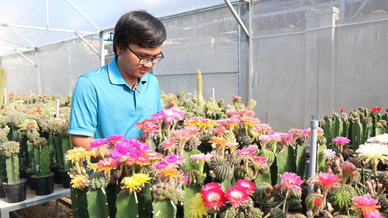 Đam mê xương rồng, anh Trung từng thử nghiệm nhiều giống địa phương nhưng không hiệu quả. Năm 2020, anh tìm hiểu qua mạng, kết nối các hội nhóm và nhập hơn 600 chồi giống Lobivia từ Thái Lan. Sau quá trình nghiên cứu, anh lai tạo thành công giống xương rồng Lobivia cho hoa chùm rực rỡ, đa sắc màu.