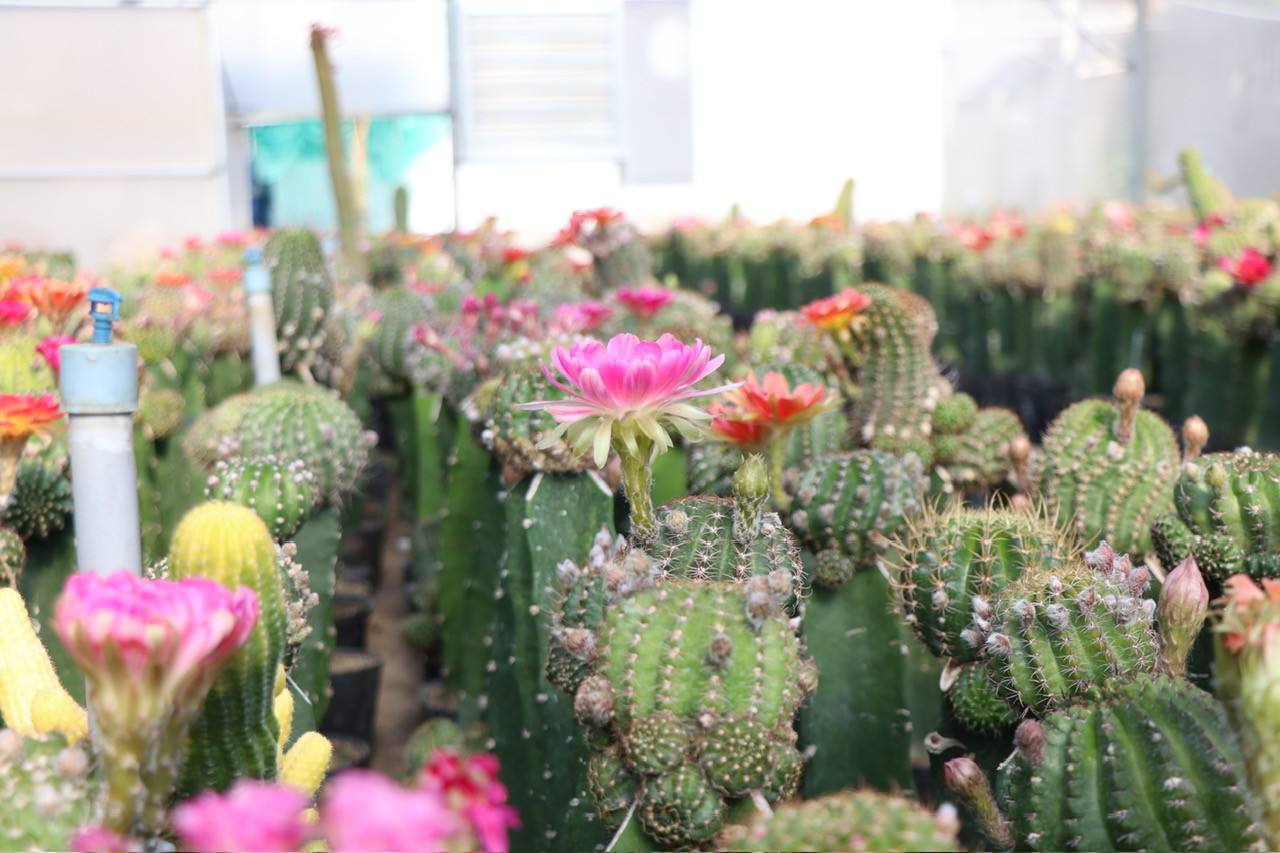 Nhiều người khác đặt mua, tùy vào chủng loại khách hàng yêu thích sẽ có giá bán từ 80.000 đồng-150.000 đồng/chậu. Nhờ đó, hằng tháng anh Trung có thu nhập khoảng 15-20 triệu đồng.