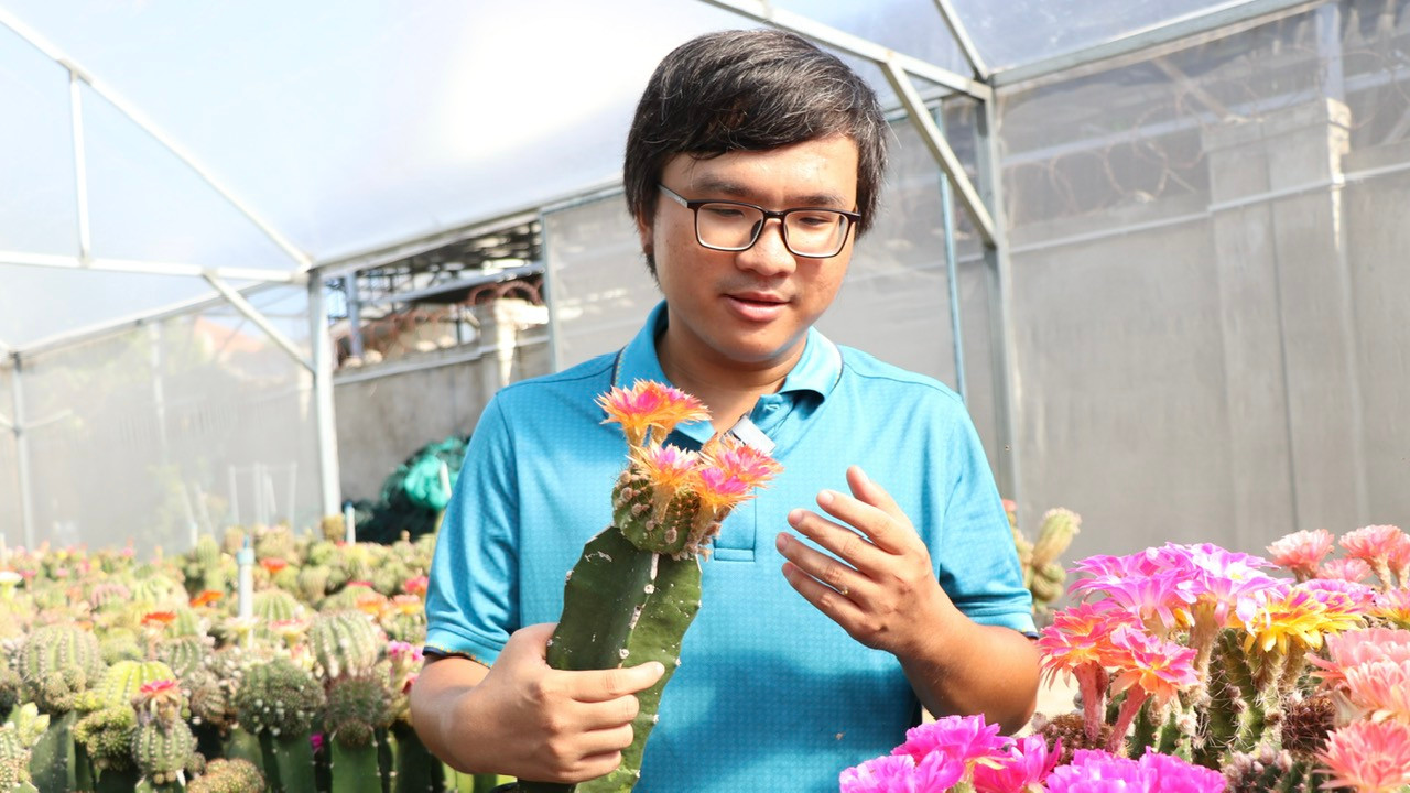 Hiện anh Trung đã làm chủ quá trình thụ phấn nhằm tạo ra hạt giống để tạo ra cây con mang đặc trưng riêng mà không còn phụ thuộc vào nguồn giống của Thái Lan.